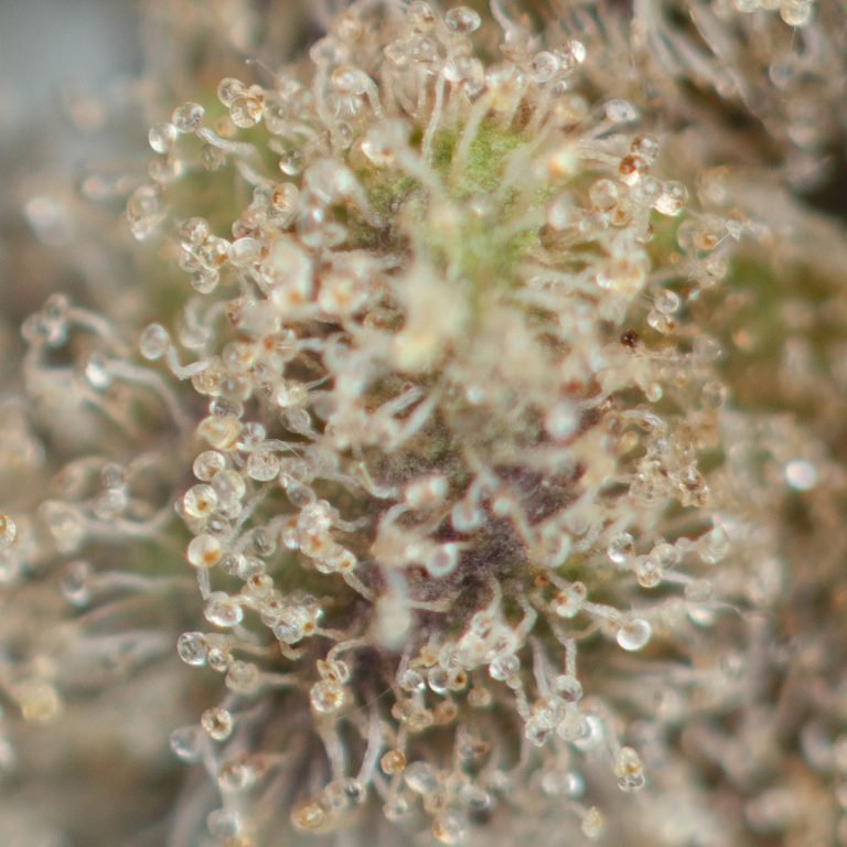 Fruity Pebbles OG - Image 3