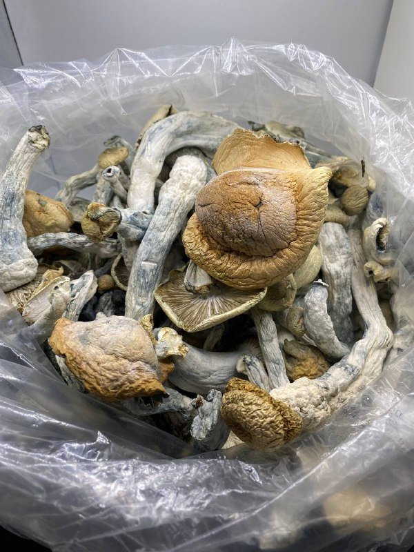 Dried Magic Mushrooms - Image 2