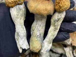 Dried Magic Mushrooms