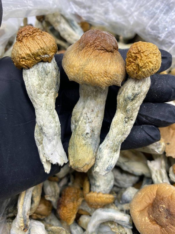 Dried Magic Mushrooms
